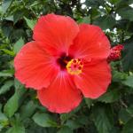 Hybrid Hibiscus