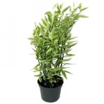 Pedilanthus-Variegated