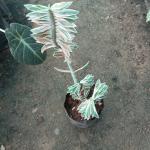 Pedilanthus-Variegated