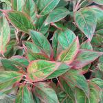 Aglaonema-Red