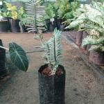 Pedilanthus-Variegated