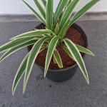 Chlorophytum