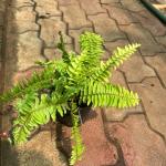 Fern-plant