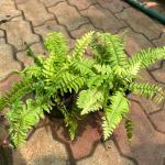 Fern-plant