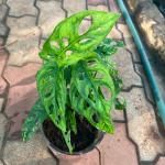 Monstera delicious - plant