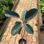 Rubber plant