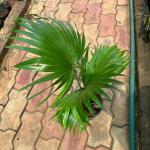 Table Palm
