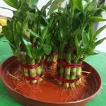 Lucky Bamboo -pack of one bundle