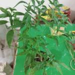 Andrographis alata (chiriyanangai)