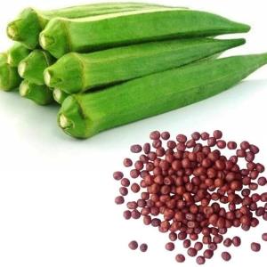 Lady finger-Seeds