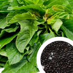 Amaranthus green-Seeds